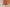 Coral Cotton Straight Pants with Pockets | Ray Ethnic