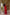 Women's Ajrakh Round Neck Maroon Kurta - Mehrab