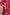 Ray Ethnic The Ira Magenta Cotton Set of Two with Hand Embroidery