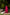 Ray Ethnic Ira | Bright Pink Muga Silk Bandhej Kurta Set of 3 with Hand Embroidery & Matching Dupatta