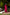 Ray Ethnic Ira | Bright Pink Muga Silk Bandhej Kurta Set of 3 with Hand Embroidery & Matching Dupatta