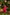 Ray Ethnic Ira | Handcrafted Soft Pink Chanderi Silk Kurta Set of 3 with Cotton-Silk Dupatta