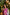 Ray Ethnic Ira | Handcrafted Fuchsia Tasar Silk Kurta Set of 3