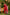 Ray Ethnic Ira – Bright Red Cotton Silk Slub Set of Two with Badla Work
