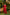 Ray Ethnic Ira – Bright Red Cotton Silk Slub Set of Two with Badla Work