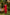 Ray Ethnic Ira – Bright Red Cotton Silk Slub Set of Two with Badla Work