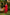 Ray Ethnic Ira – Bright Red Cotton Silk Slub Set of Two with Badla Work