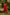 Ray Ethnic Ira – Bright Red Cotton Silk Slub Set of Two with Badla Work