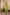 Ray Ethnic The Ira Green Cotton Silk Slub Set of Three with Chanderi Dupatta