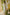 Indian Summer Yellow Printed Cotton Set of 2 | Ray-ethnic