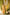 Indian Summer Yellow Printed Cotton Set of 2 | Ray-ethnic