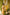 Indian Summer Yellow Printed Cotton Set of 2 | Ray-ethnic
