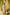 Indian Summer Beige Printed Cotton Set of 2 | Ray-ethnic