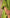 Ray Ethnic The Ira Green Cotton Silk Slub Set of Three with Chanderi Dupatta