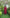 Aakaar Dark Maroon Ajarakh Cotton Stole | Ray-ethnic